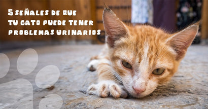 5 señales de que tu gato puede tener problemas urinarios - PetsPlaza