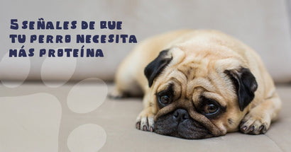 5 señales de que tu perro necesita más proteína en su dieta - PetsPlaza