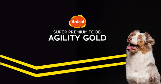 🏆 Agility Gold: nutrición premium para perros con energía y estilo