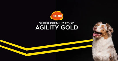 🏆 Agility Gold: nutrición premium para perros con energía y estilo - PetsPlaza