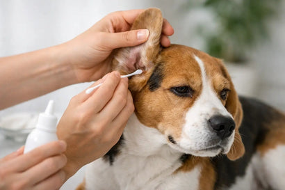 Cómo limpiar oídos de perro sin errores - PetsPlaza
