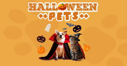 🎃 Concurso de Halloween Pets Plaza: ¡Deja que tu peludo brille y gana $250.000 en productos! - PetsPlaza