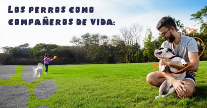 🐶 Los perros como compañeros de vida: el poder psicológico de su compañía - PetsPlaza
