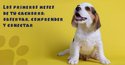 Los primeros meses de tu cachorro: observar, comprender y conectar - PetsPlaza