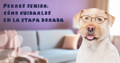 🐶 Perros senior: cómo cuidarlos en la etapa dorada - PetsPlaza