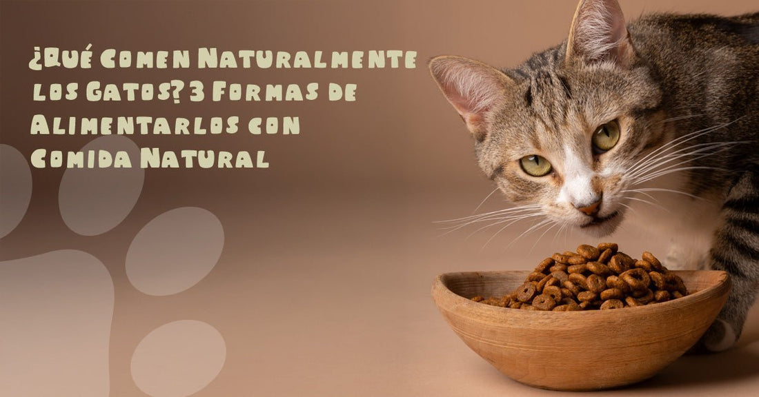 ¿Qué Comen Naturalmente los Gatos? 3 Formas de Alimentarlos con Comida Natural - PetsPlaza