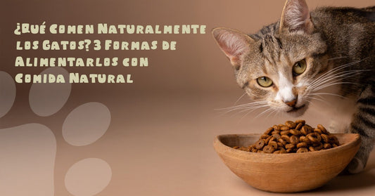 ¿Qué Comen Naturalmente los Gatos? 3 Formas de Alimentarlos con Comida Natural - PetsPlaza