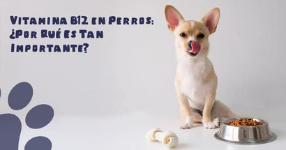 🐶 Vitamina B12 en Perros: ¿Por Qué Es Tan Importante? - PetsPlaza
