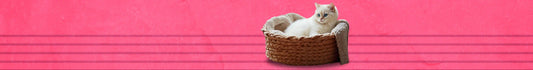 Camas, Cobijas & Gimnasios para Gatos