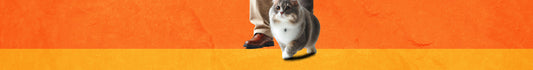 Educación & Entrenamiento Gatos