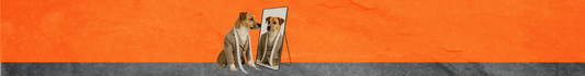 Ropa & Otros para Perros