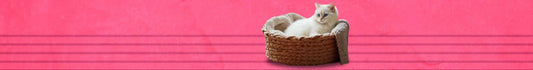 Camas, Cobijas & Gimnasios para Gatos