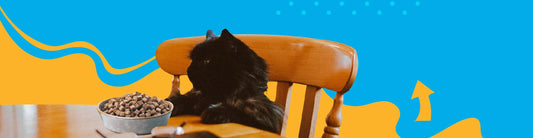Alimento Gatos