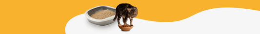 Delicias felinas: Descubre los destacados alimentos para gatos