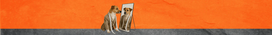 Ropa & Otros para Perros