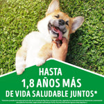 Dog Chow Adulto Medianos y Grandes
