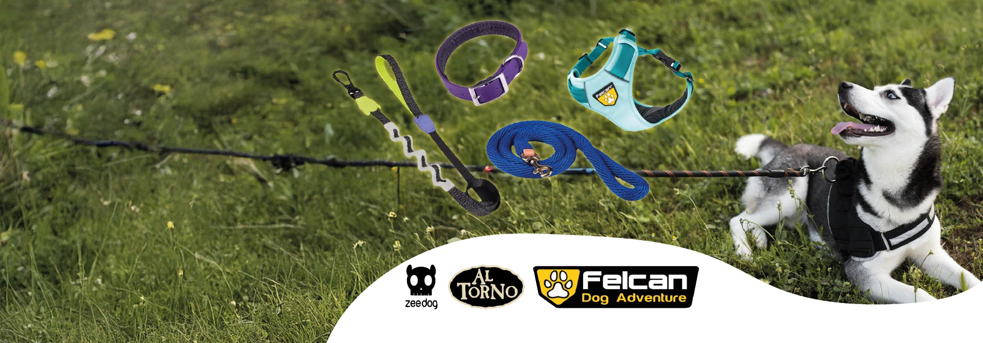 Los mejores collares, arneses y correas para tus peludos!