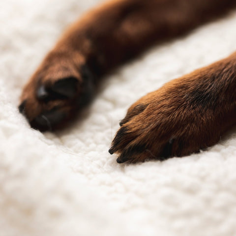 Cobija Doble Faz - PetsPlaza