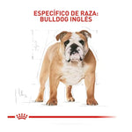 Royal Canin Bulldog Inglés Adulto - PetsPlaza