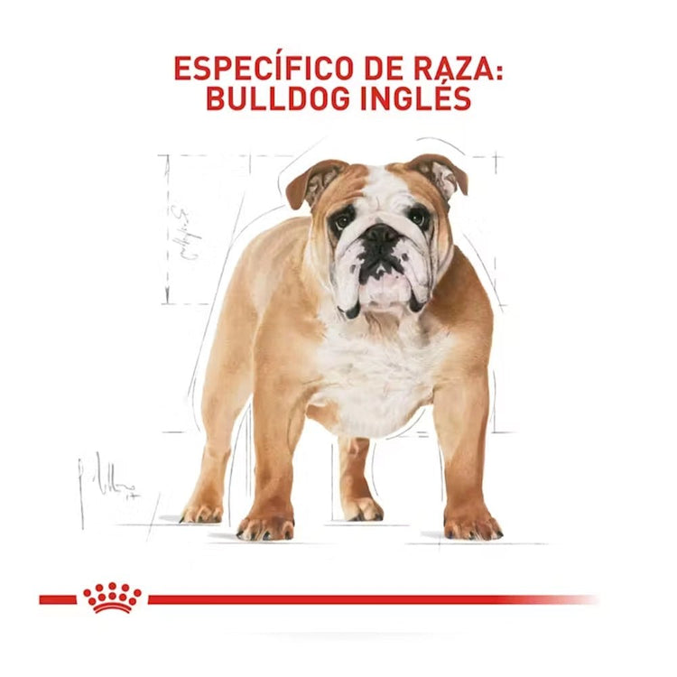 Royal Canin Bulldog Inglés Adulto - PetsPlaza