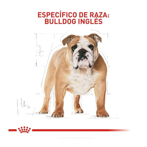 Royal Canin Bulldog Inglés Adulto - PetsPlaza