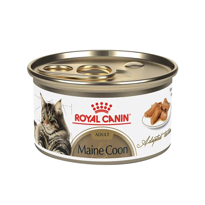 Royal Canin Maine Coon Gato Lata