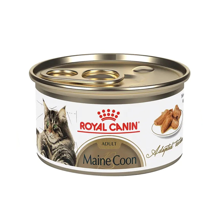 Royal Canin Maine Coon Gato Lata